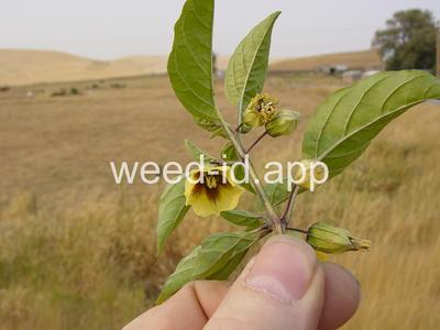 groundcherry, longleaf