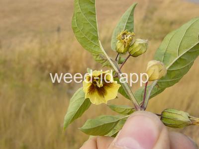 groundcherry, longleaf