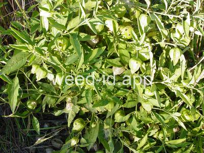 groundcherry, longleaf