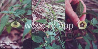 groundcherry, longleaf