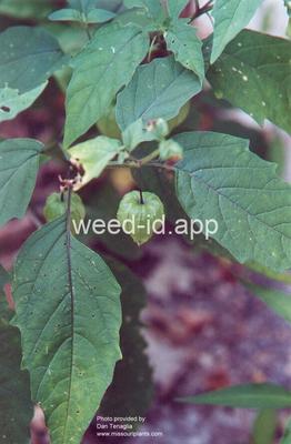 groundcherry, longleaf