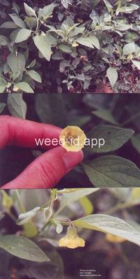 groundcherry, Virginia