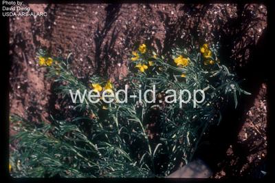 bladderpod, Gordon's