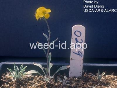 bladderpod, Gordon's