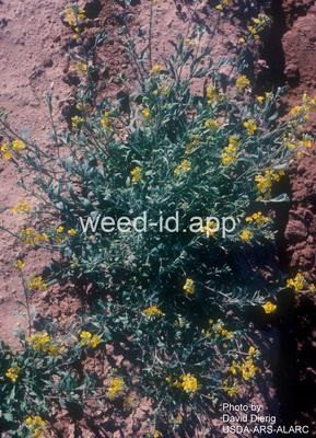 bladderpod, Gordon's