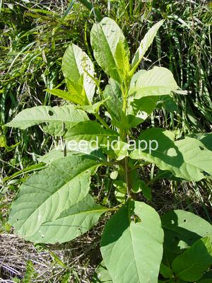 pokeweed, common