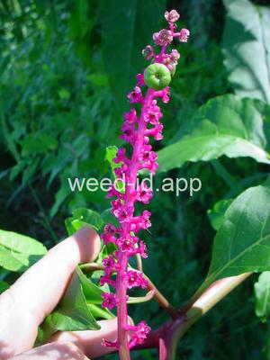 pokeweed, common