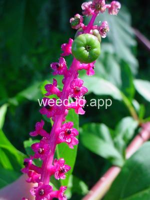 pokeweed, common