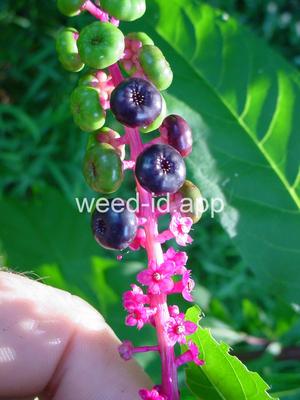 pokeweed, common