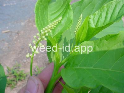pokeweed, common