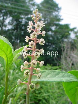 pokeweed, common