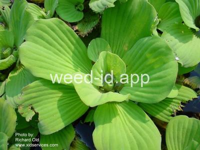waterlettuce