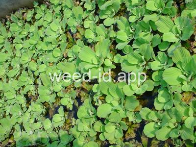 waterlettuce