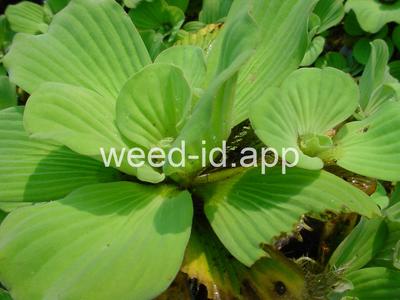 waterlettuce