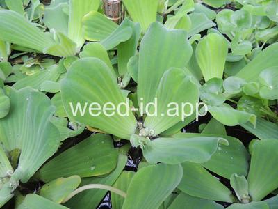 waterlettuce