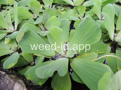 waterlettuce