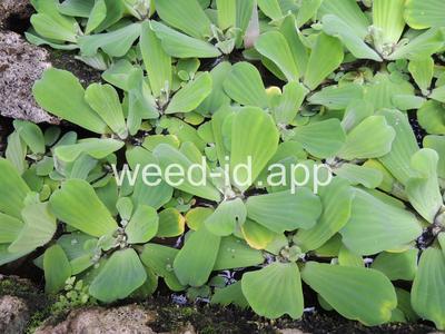 waterlettuce