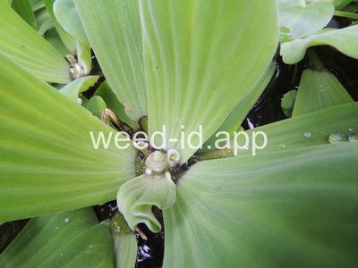 waterlettuce