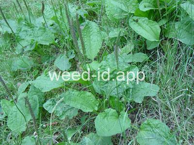 plantain, broadleaf