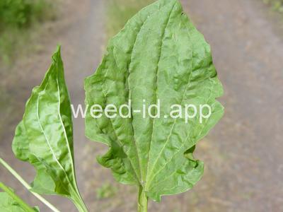 plantain, broadleaf