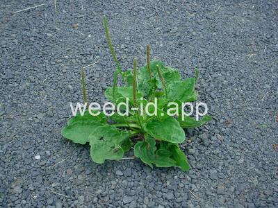 plantain, broadleaf