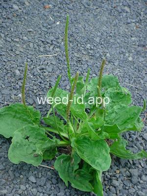 plantain, broadleaf