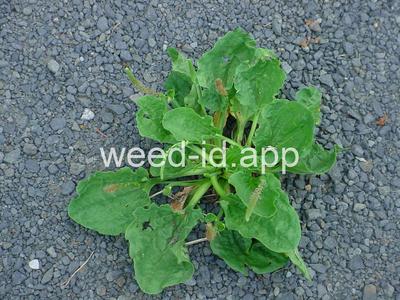 plantain, broadleaf