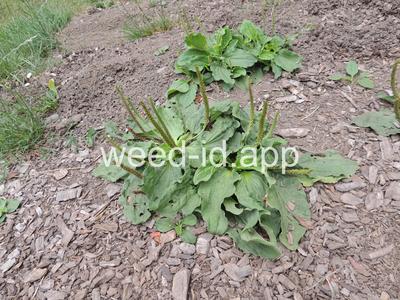 plantain, broadleaf