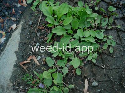 plantain, broadleaf