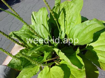 plantain, blackseed