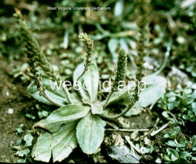 plantain, paleseed