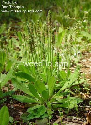plantain, paleseed