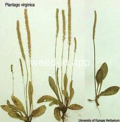 plantain, paleseed