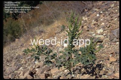 clammyweed, western