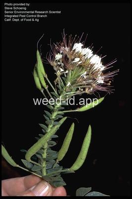clammyweed, western