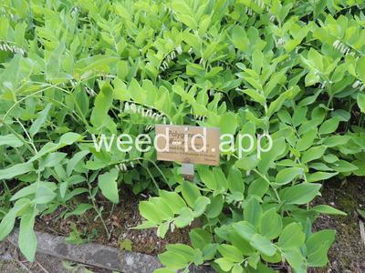 Soloman's seal, smooth