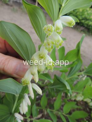 Soloman's seal, smooth