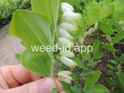 Soloman's seal, smooth