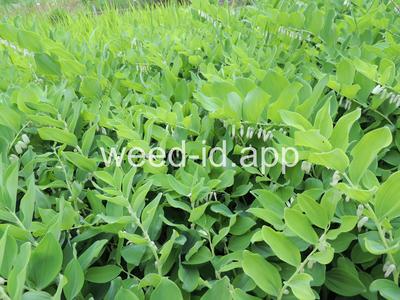 Soloman's seal, smooth