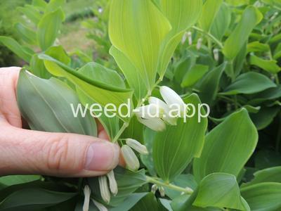 Soloman's seal, smooth