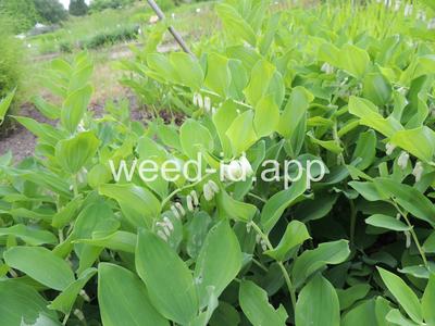 Soloman's seal, smooth