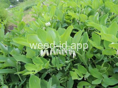 Soloman's seal, smooth