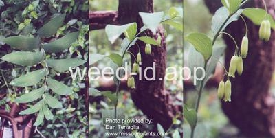 Soloman's seal, smooth