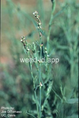 knotweed, silversheath