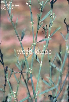 knotweed, silversheath