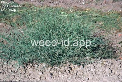 knotweed, silversheath