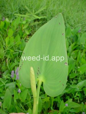 pickerelweed
