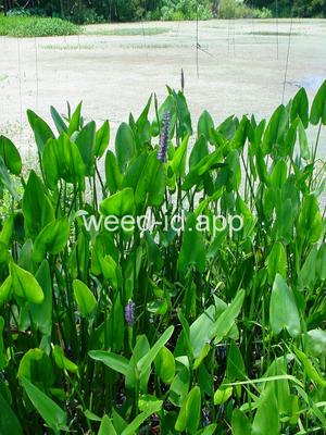pickerelweed