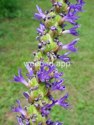 pickerelweed