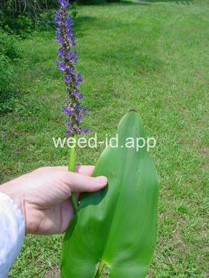 pickerelweed